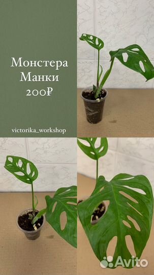 Фикус, Монстера, Эпипремнум