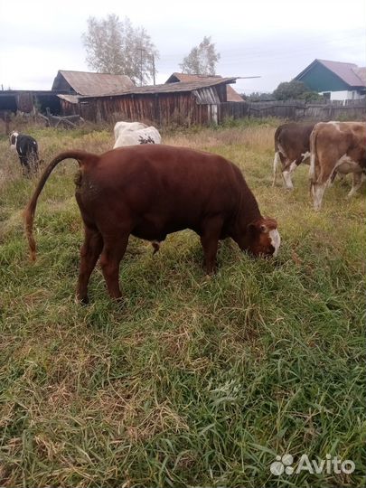 Быки на мясо