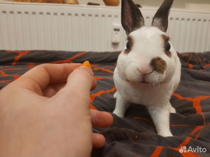 Декоративные кролики