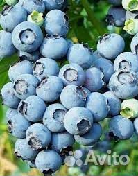 Саженцы Голубика Эрли блю (Early blue), садовая