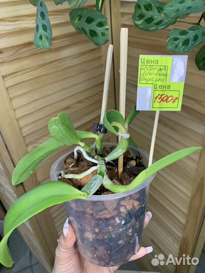 Орхидея каттлея Angel Kiss