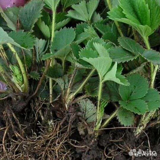 Саженцы клубники