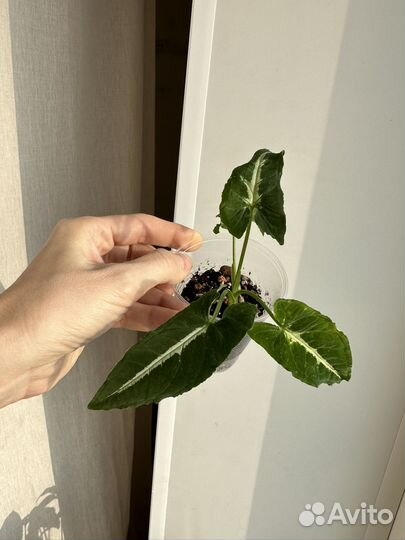 Сингониумы несколько сортов