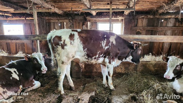 Быки племеные 3 головы, Лошадь кобыла