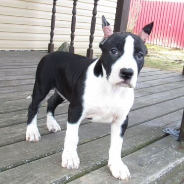 Американский стаффордширский терьер, щенок