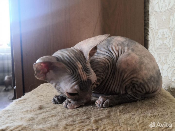 Канадский сфинкс