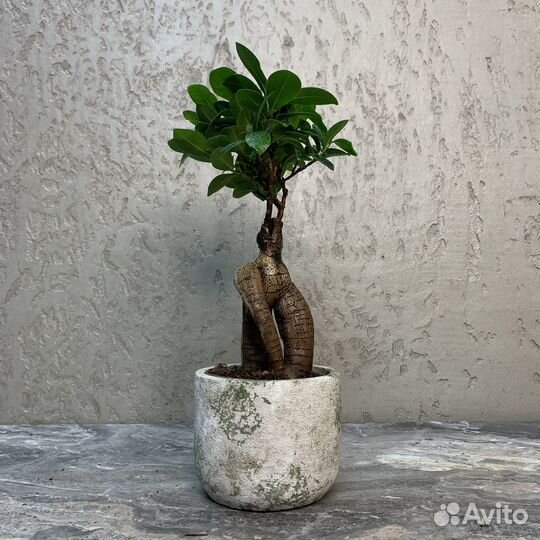 Растение Бонсай - Фикус Микрокарпа (европа)