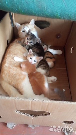 Котята в добрые руки бесплатно