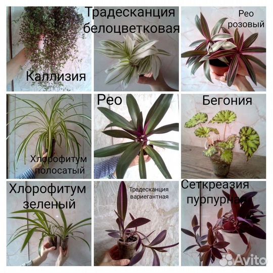 Комнатные цветы