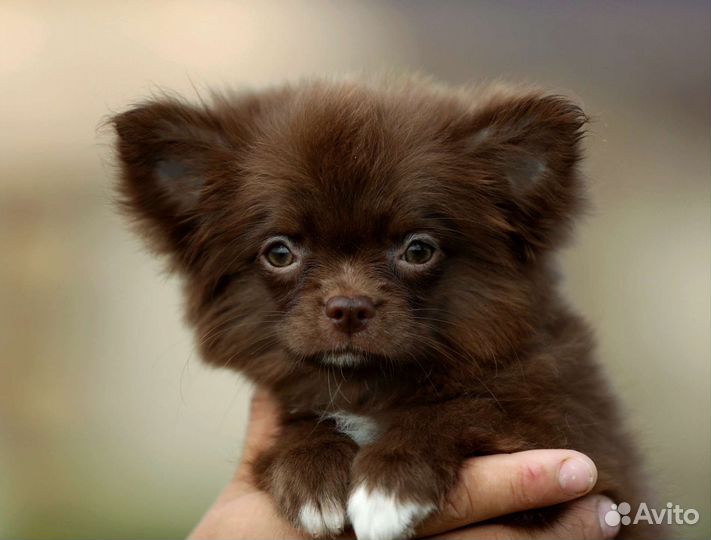 Шоколадно лиловая чихуахуа девочка