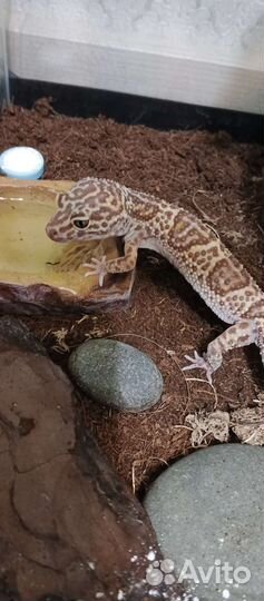 Геккон эублефар