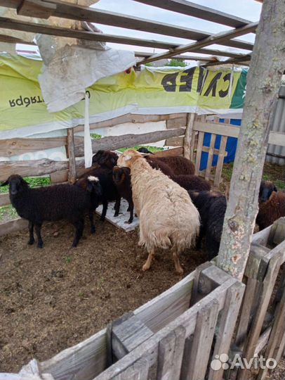 Курдючные бараны овцы