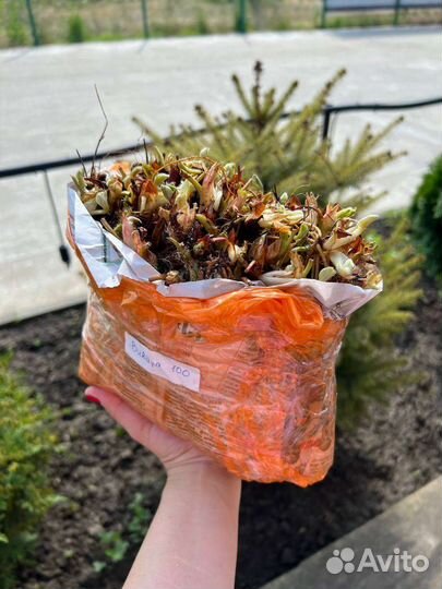 Саженцы клубники фриго