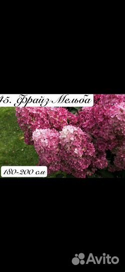 Гортензия Самарская Лидия и другие сорта