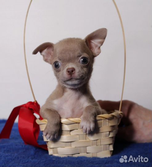 Щенки чихуахуа