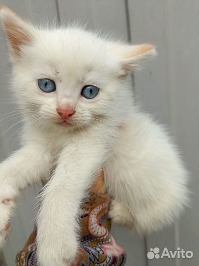 Белая кошка с голубыми глазами