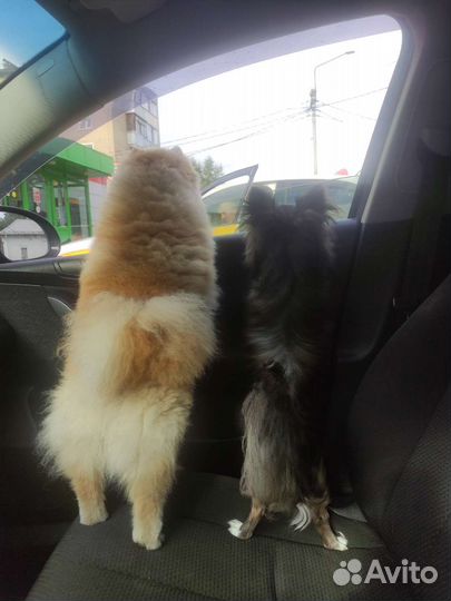 Тигровый Чихуахуа кобель, вязка