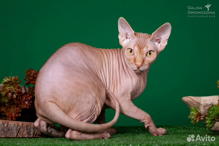 Котята канадского сфинкса