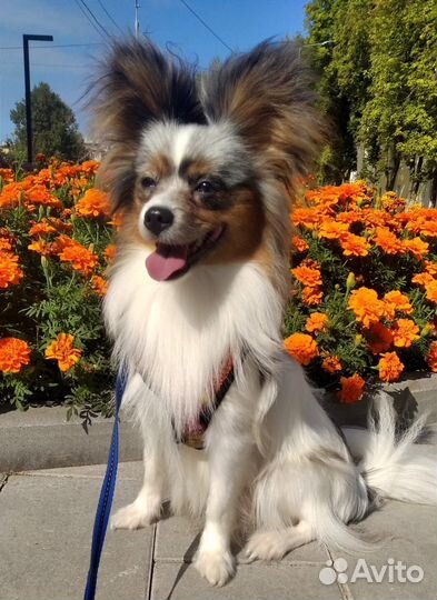 Маленькая собака, мальчик