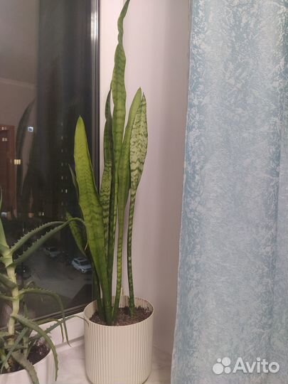Сансевиерия щучий хвост