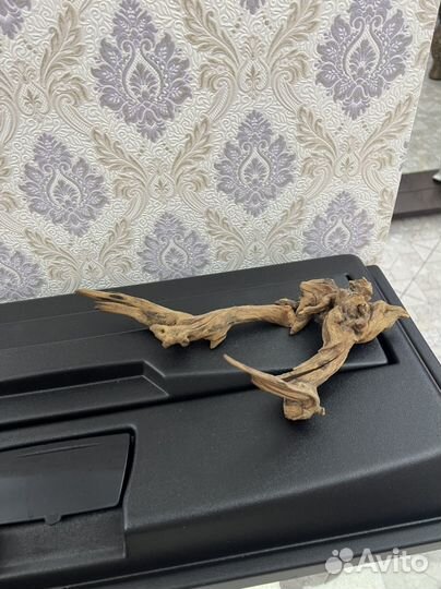 Коряга мангровая