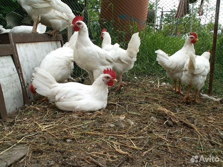 Куры несушки
