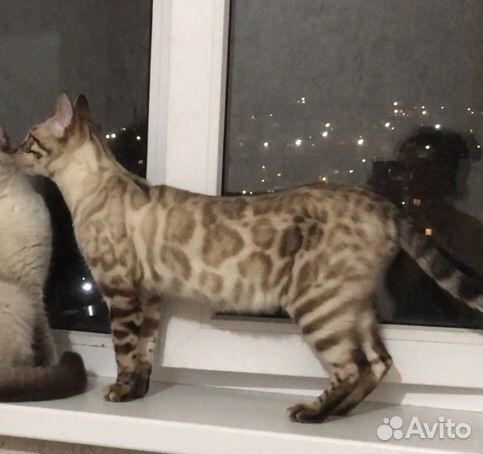 Бенгальский кот