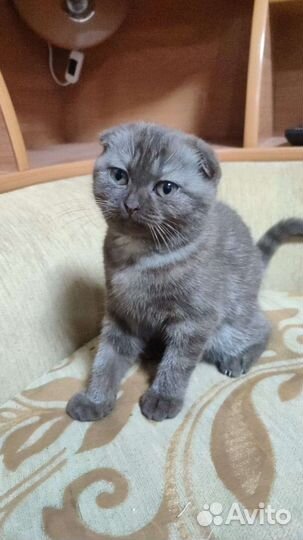 Шотландская вислоухая кошечка