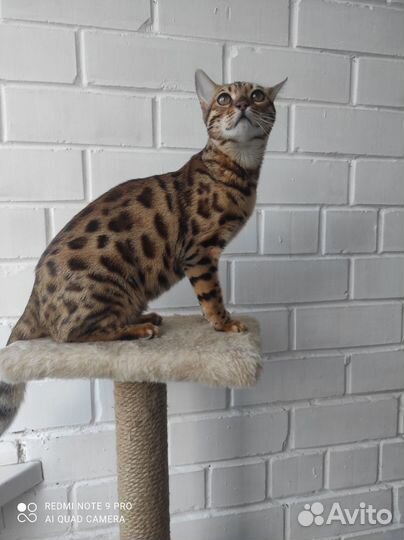 Бенгальская кошка 7 мес