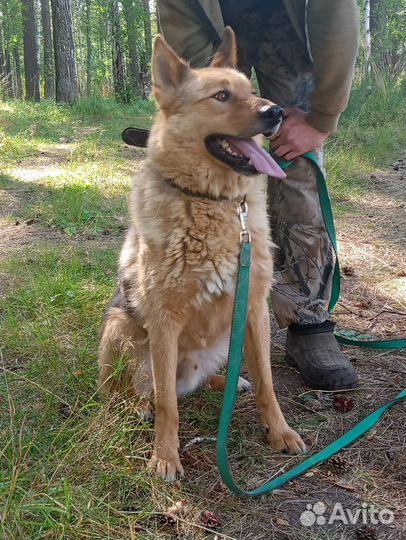 Собака мальчик молодой в добрые руки