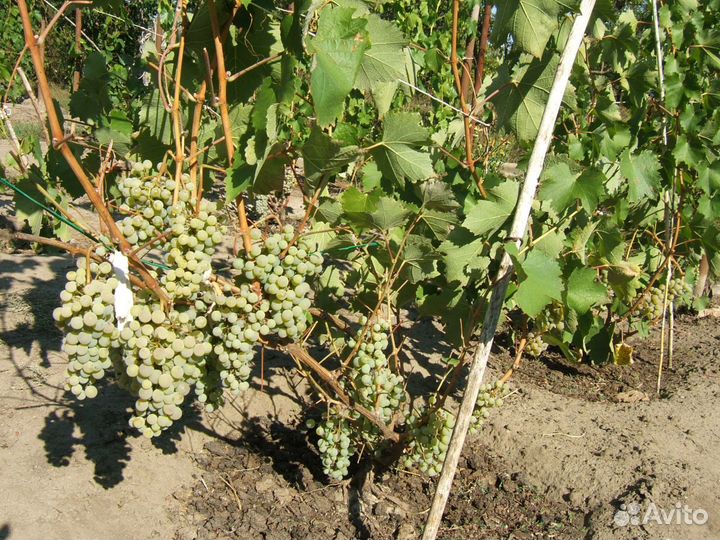 Черенки винные Монарх Ркацители Рислинг Фоль Бланш