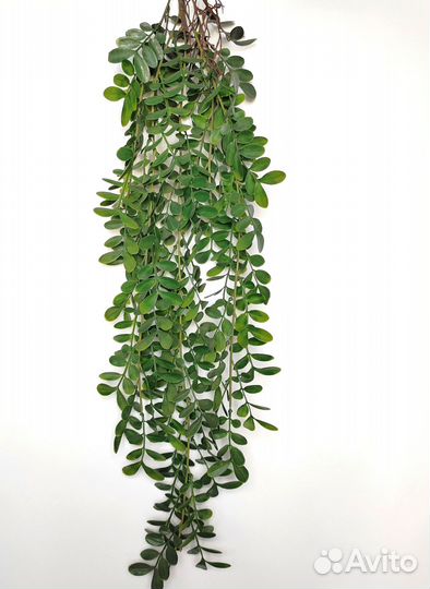 Растения для стен фисташка опт