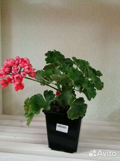 Пеларгония герань сортовая