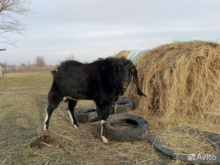 Козел на случку камори