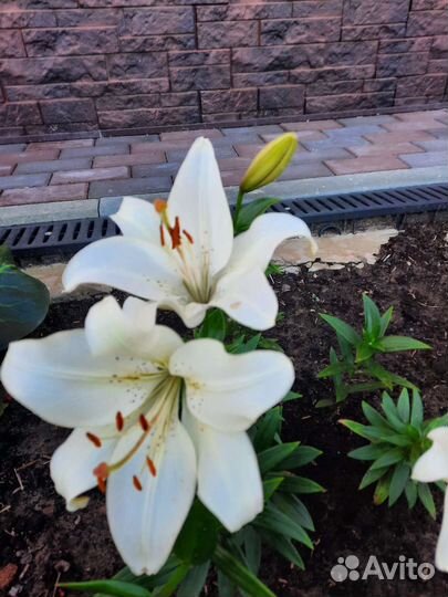 Лилии белые и розовые