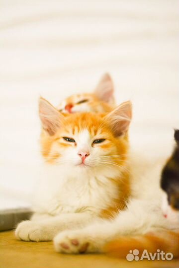 Котята рыжули в добрые руки