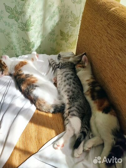 Котята - крысоловы