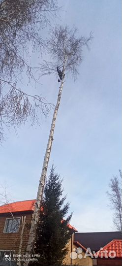 Спил деревьев расчистка участков