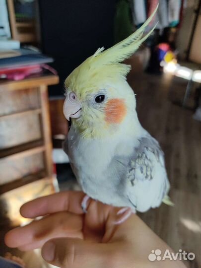 Попугай корелла с клеткой