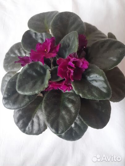 Фиалки отростки