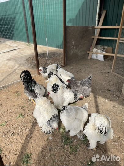 Инкубационное яйцо брама