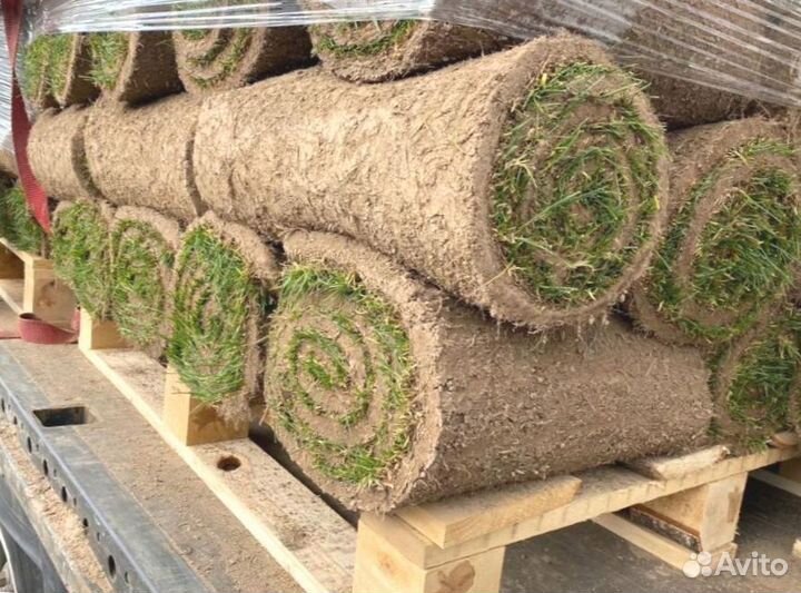 Рулонный газон от производителя