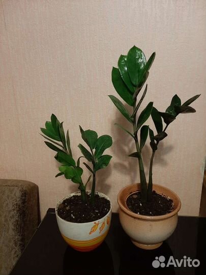 Замиокулькас