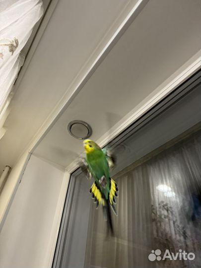 Волнистый попугай самка