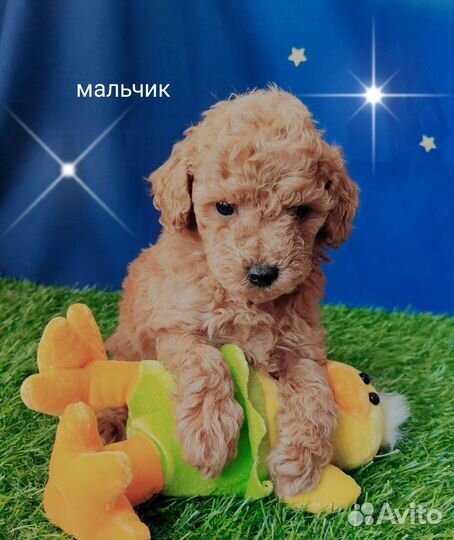 Той-пудель мальчик