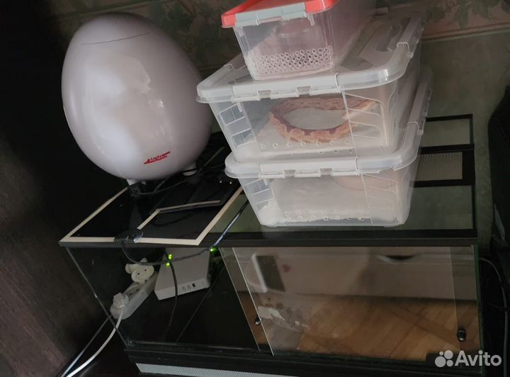 Маисовый полоз + террариум в подарок