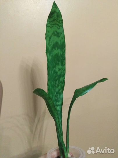 Сансевиерии Сортовые и Суккуленты Часть 1