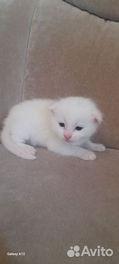 Котята майкун