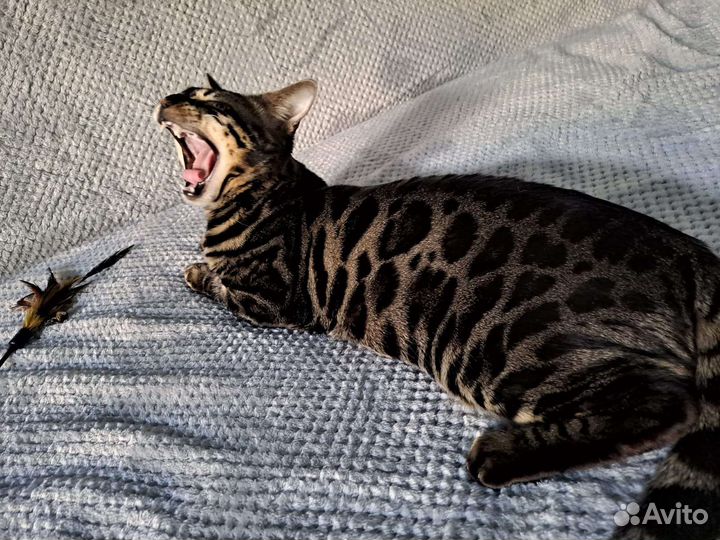 Бенгальский кот