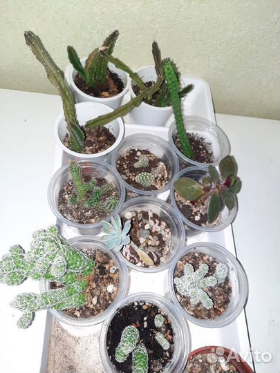 Кактусы и суккуленты